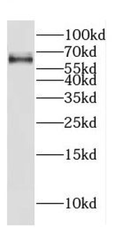 CREB3L2 Antibody