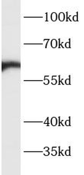 CREB5 Antibody