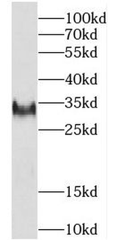 CREG1 Antibody