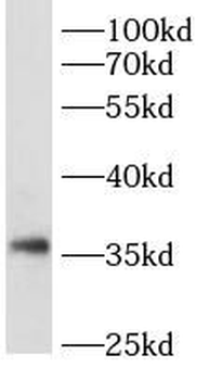 CREM Antibody
