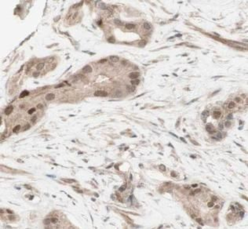CREM Antibody