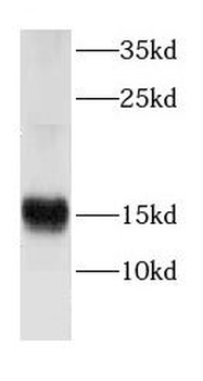 CRIPT Antibody