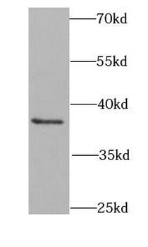 CRK Rabbit Polyclonal Antibody