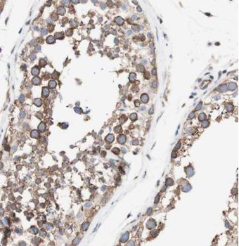 DPYSL2 Rabbit Polyclonal Antibody