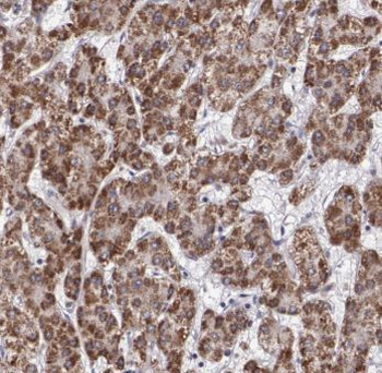 Dpysl3 Antibody