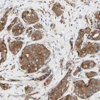 DPYSL5 Antibody