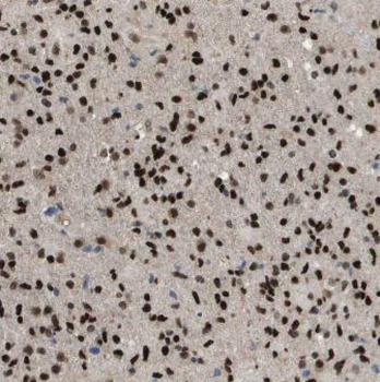 CRTC2 Antibody