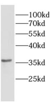 CRX Antibody