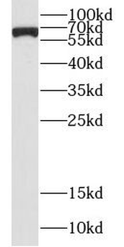 CSGALNACT2 Antibody