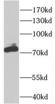 CSTF3 Rabbit Polyclonal Antibody