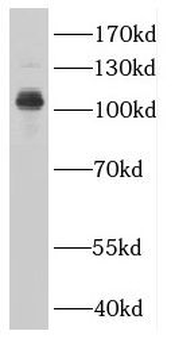 MIA2 Antibody