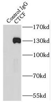 CTCF Antibody