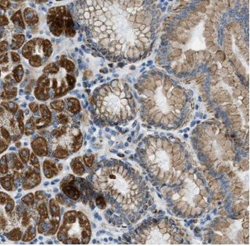 CTNNA1 Mouse Monoclonal Antibody