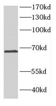 CTNNBL1 Antibody