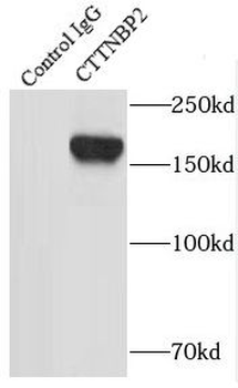 CTTNBP2 Antibody