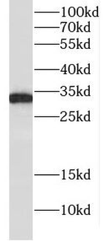 CUEDC2 Antibody