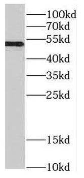 CELF1 Antibody
