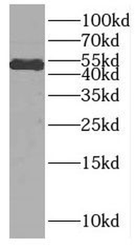 CELF2 Antibody