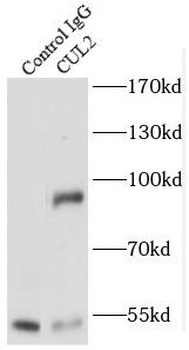 CUL2 Antibody