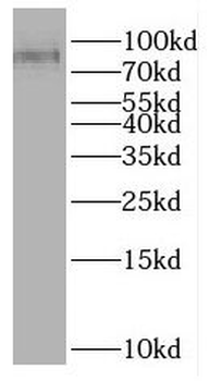 CUL2 Antibody