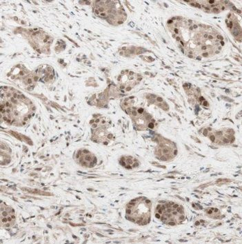 CUL2 Antibody