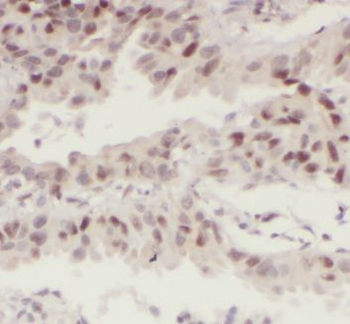 CUL4A Antibody
