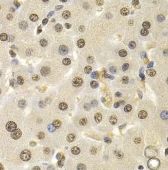 CUL4B Antibody