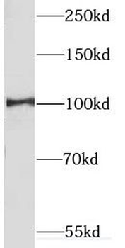 CUL4B Antibody