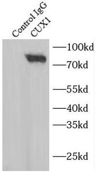 CUX1 Antibody