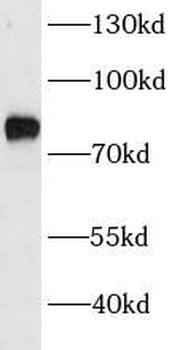 CUX1 Antibody
