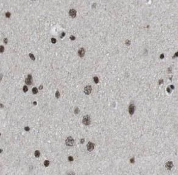 CUX1 Antibody