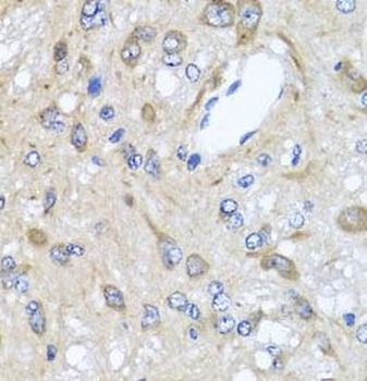 CXCR4 Antibody