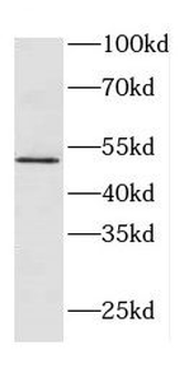 ACKR3 Antibody