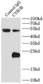 CYB5B Antibody
