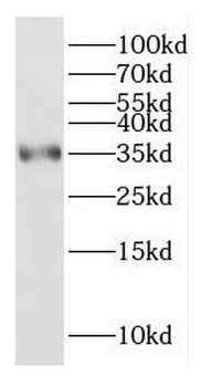 CYC1 Antibody