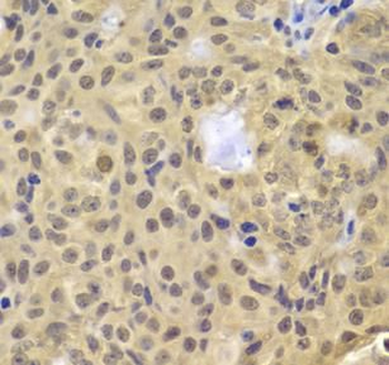 CCNA2 Antibody
