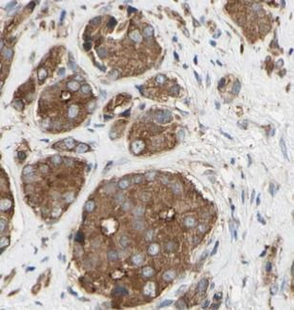 CCNB1 Antibody