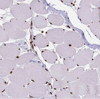 CCND2 Antibody