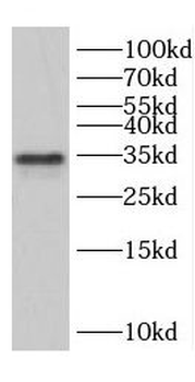 CCNG1 Antibody