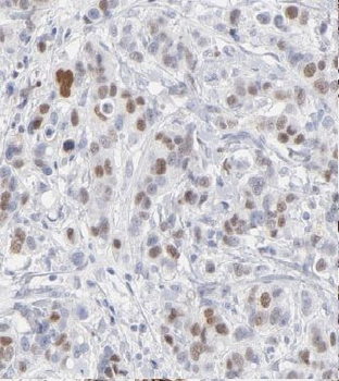 CCNG1 Antibody