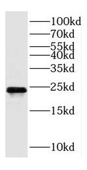 PPIB Antibody