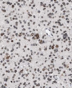 CYFIP2 Antibody