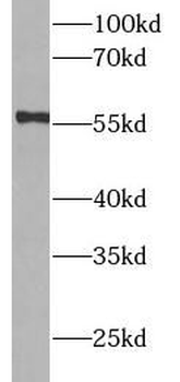 CYP3A4 Antibody