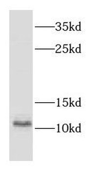 CSTB Antibody