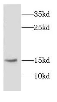 CYB5R3 Antibody