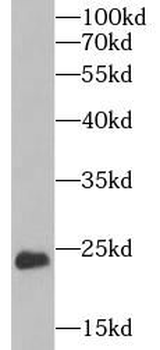 CYGB Antibody