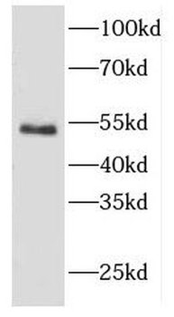CYTH2 Antibody