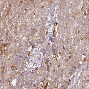 CYTH2 Antibody
