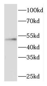CYTH3 Antibody