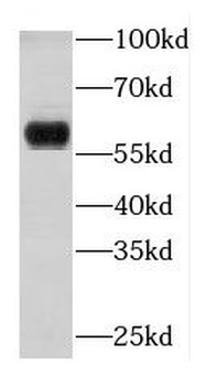 KRT4 Antibody